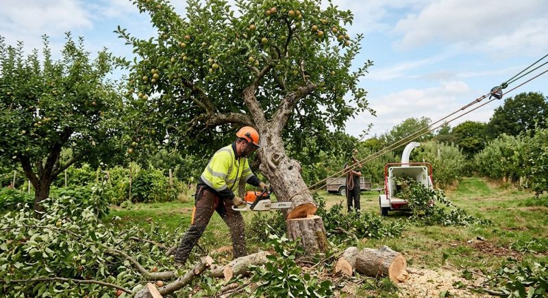 Apple Tree Removal in Reno, NV