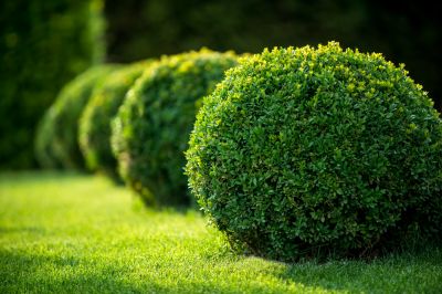 Promote Healthy Growth of the Shrubs with Shrub Trimming!