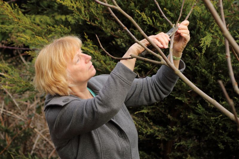Birch Tree Pruning in Pottstown, PA