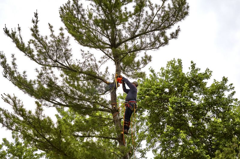 Cypress Tree Removal in San Jose, CA