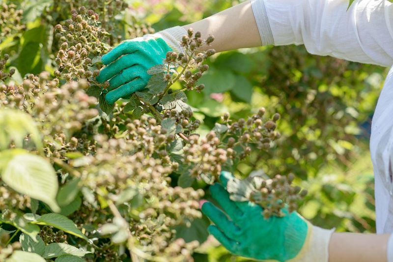 Honeysuckle Trimming in Aiken, SC