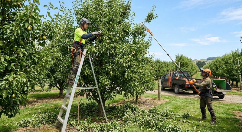 Orchard Tree Pruning in Reno, NV